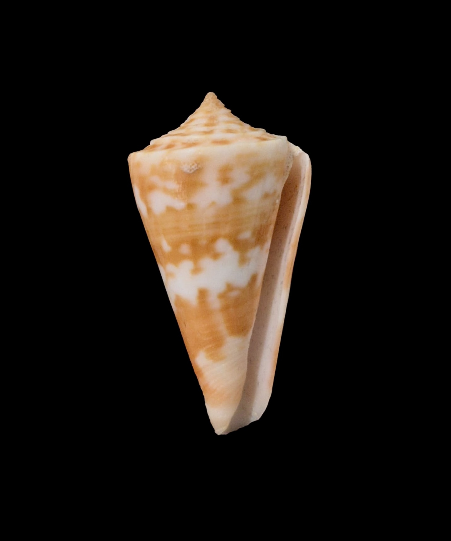 BC064 Conus carioca - Image 2