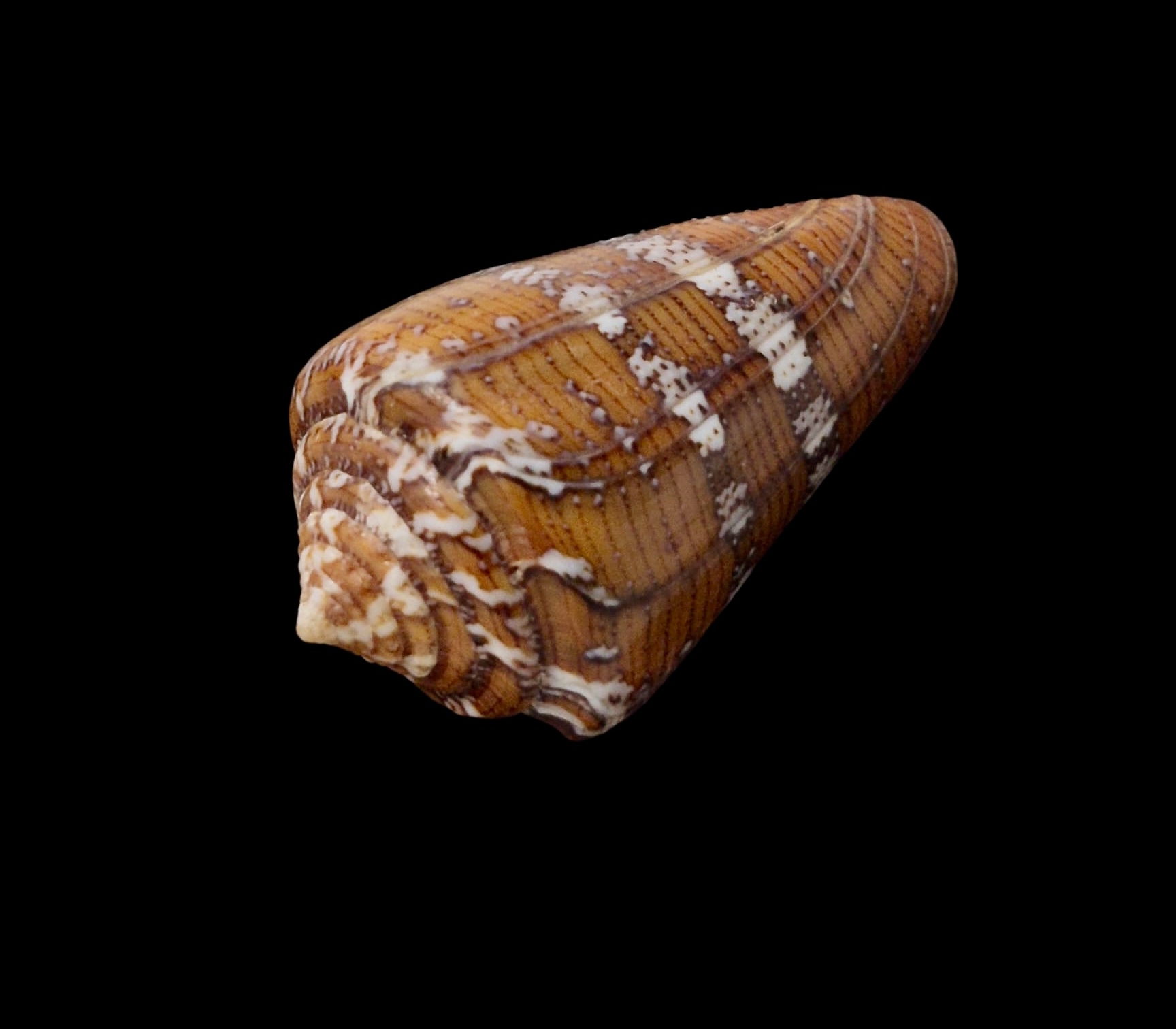 BC065 Conus cedonulli w/o - Image 3