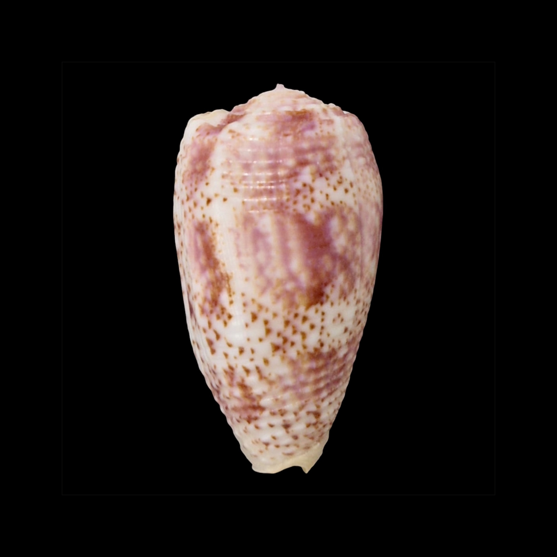 BC066 Conus adamsonii w/o - COOK FORM