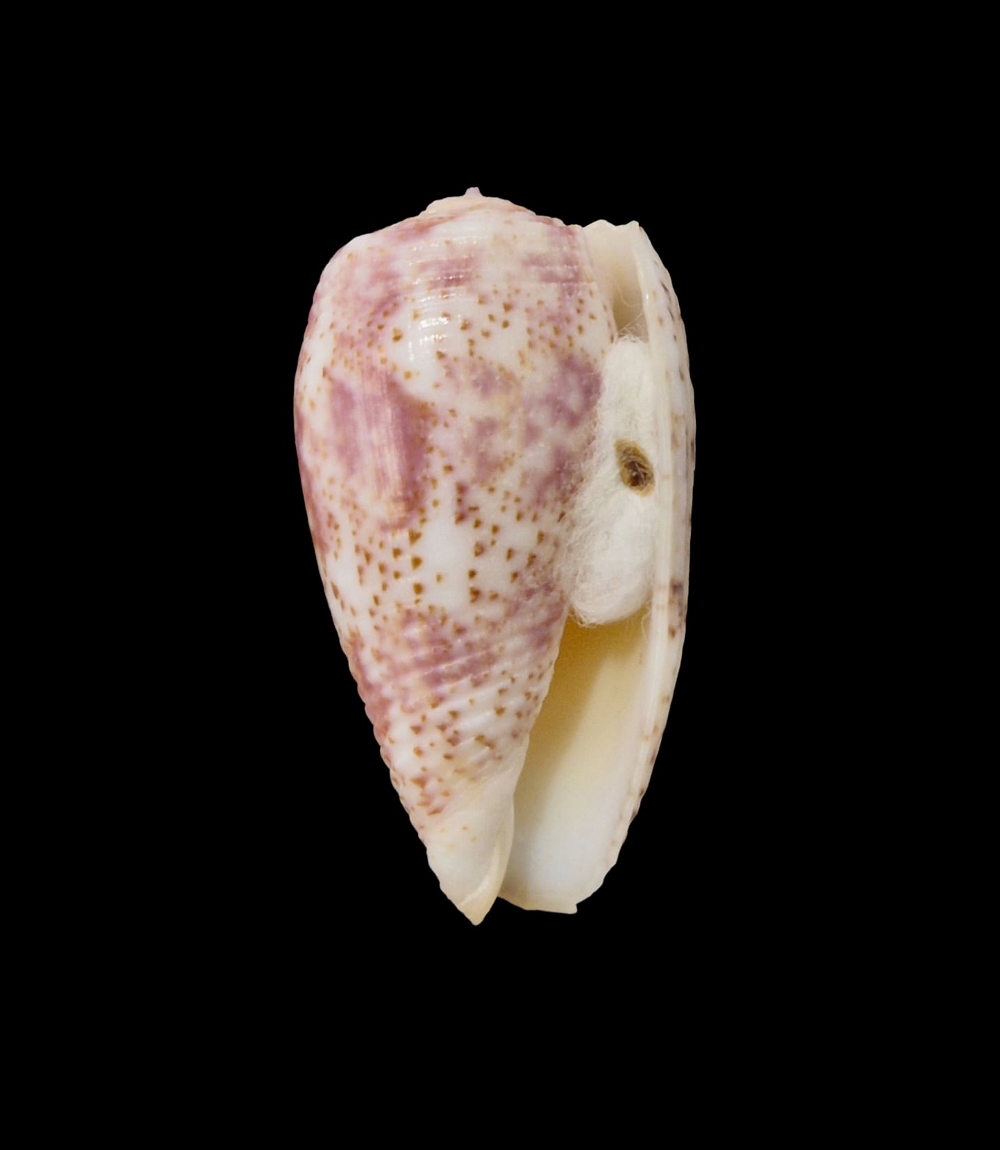 BC066 Conus adamsonii w/o - COOK FORM - Image 2