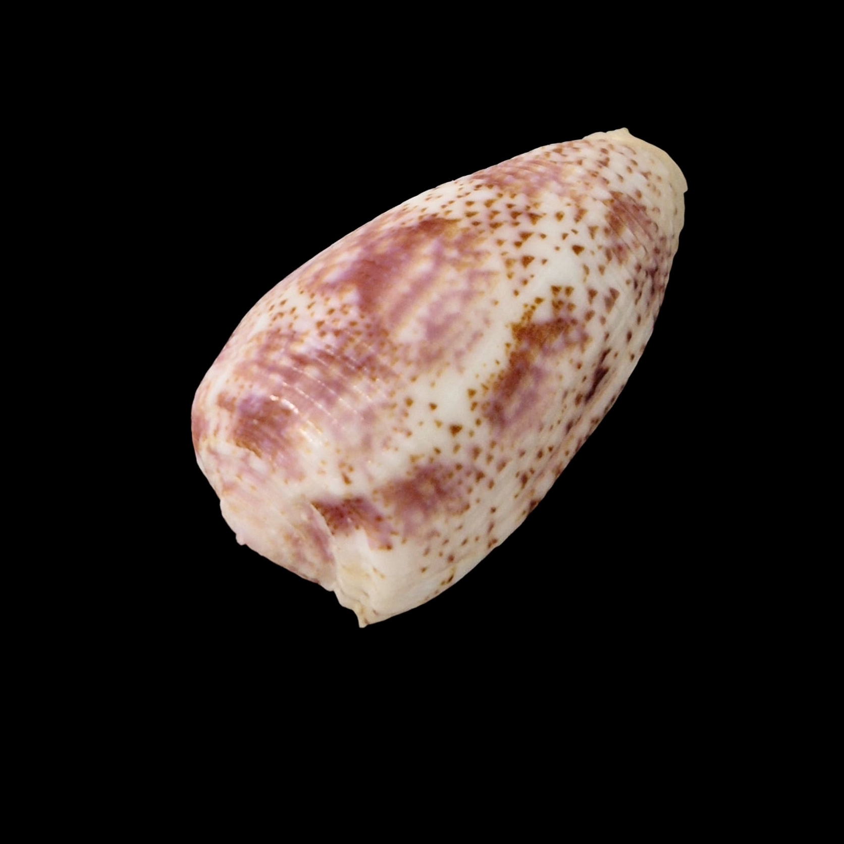 BC066 Conus adamsonii w/o - COOK FORM - Image 3
