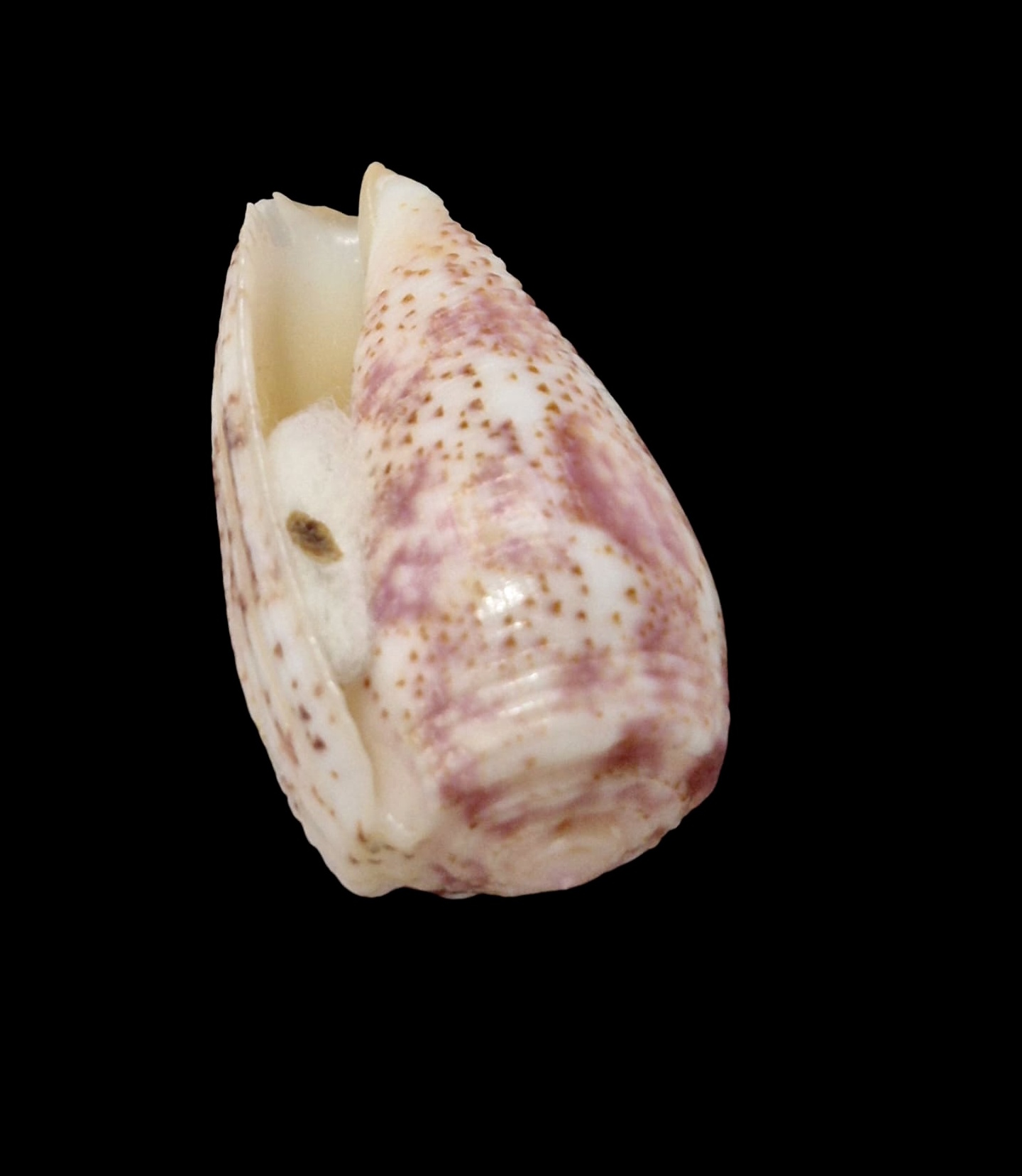 BC066 Conus adamsonii w/o - COOK FORM - Image 4