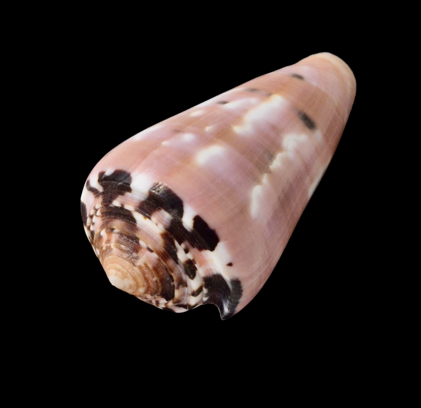 BC068 Conus gauguini - Image 3