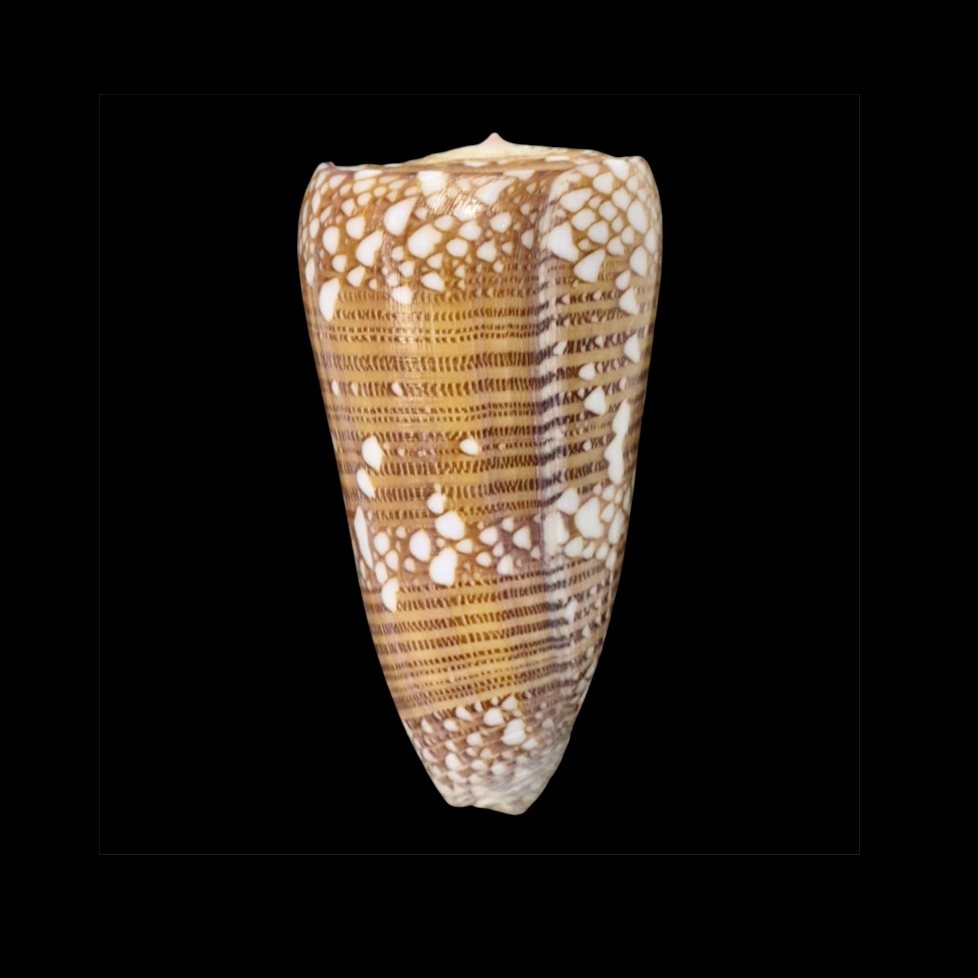 BC070 Conus nobilis f. skinneri - HUGE