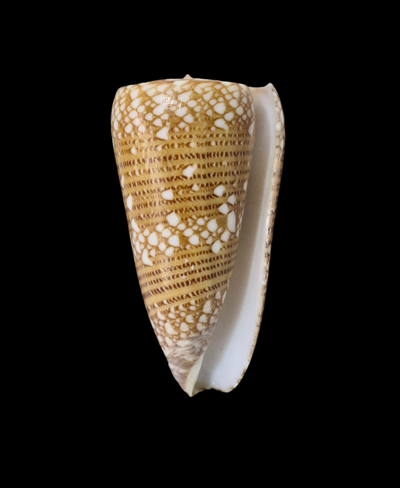 BC070 Conus nobilis f. skinneri - HUGE - Image 2