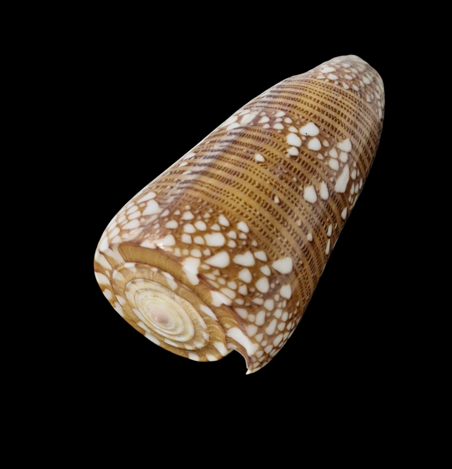 BC070 Conus nobilis f. skinneri - HUGE - Image 3