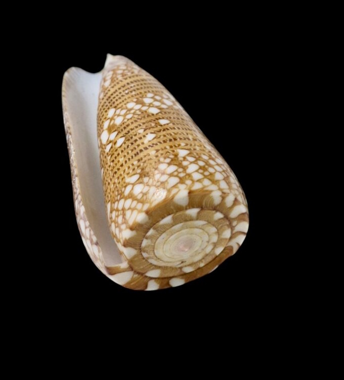 BC070 Conus nobilis f. skinneri - HUGE - Image 4