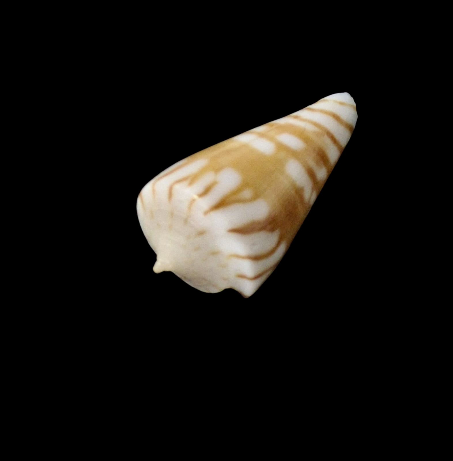 BC071 Conus plinthis - BIG SIZE - Image 3