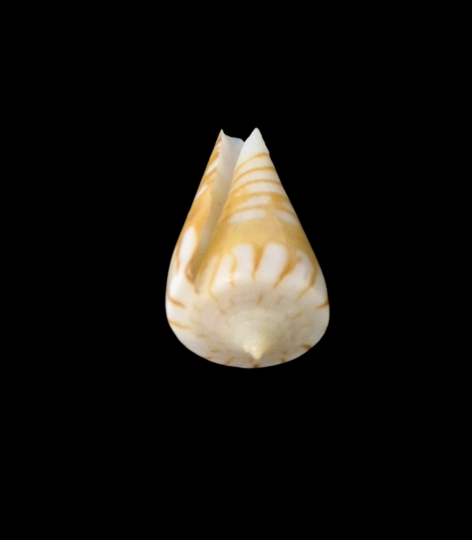 BC071 Conus plinthis - BIG SIZE - Image 4