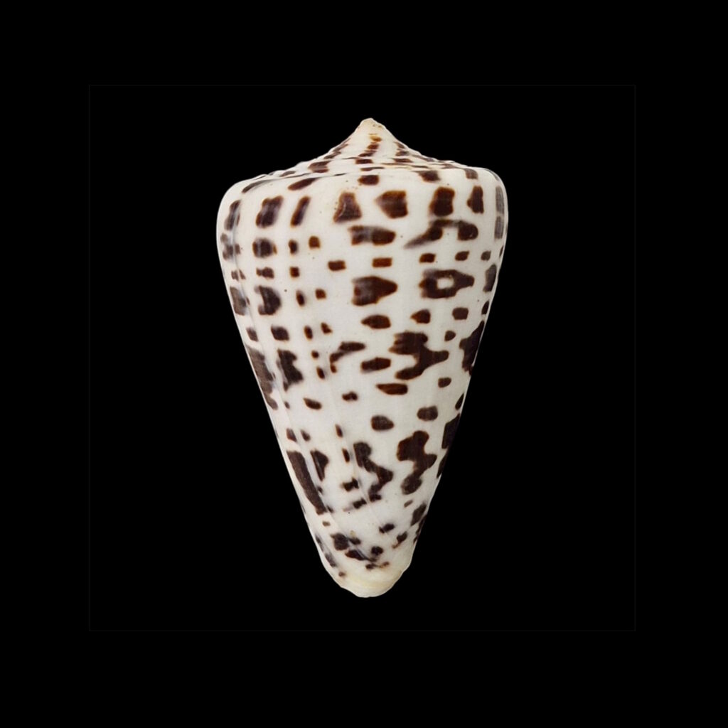 BC072 Conus spurius baileyi w/o - HUGE