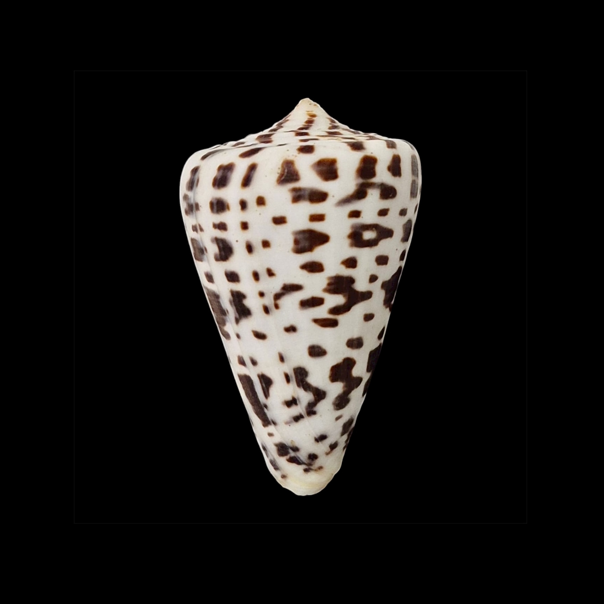 BC072 Conus spurius baileyi w/o - HUGE