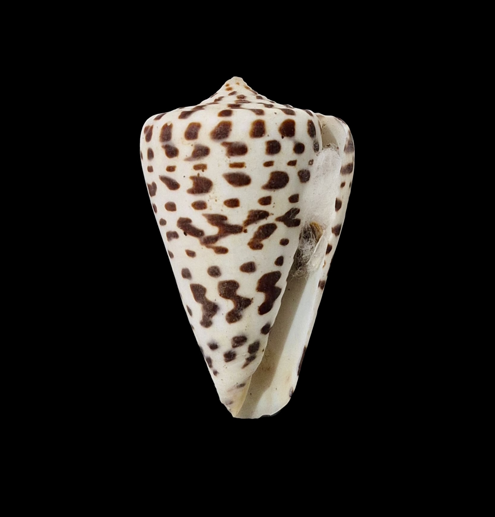 BC072 Conus spurius baileyi w/o - HUGE - Image 2