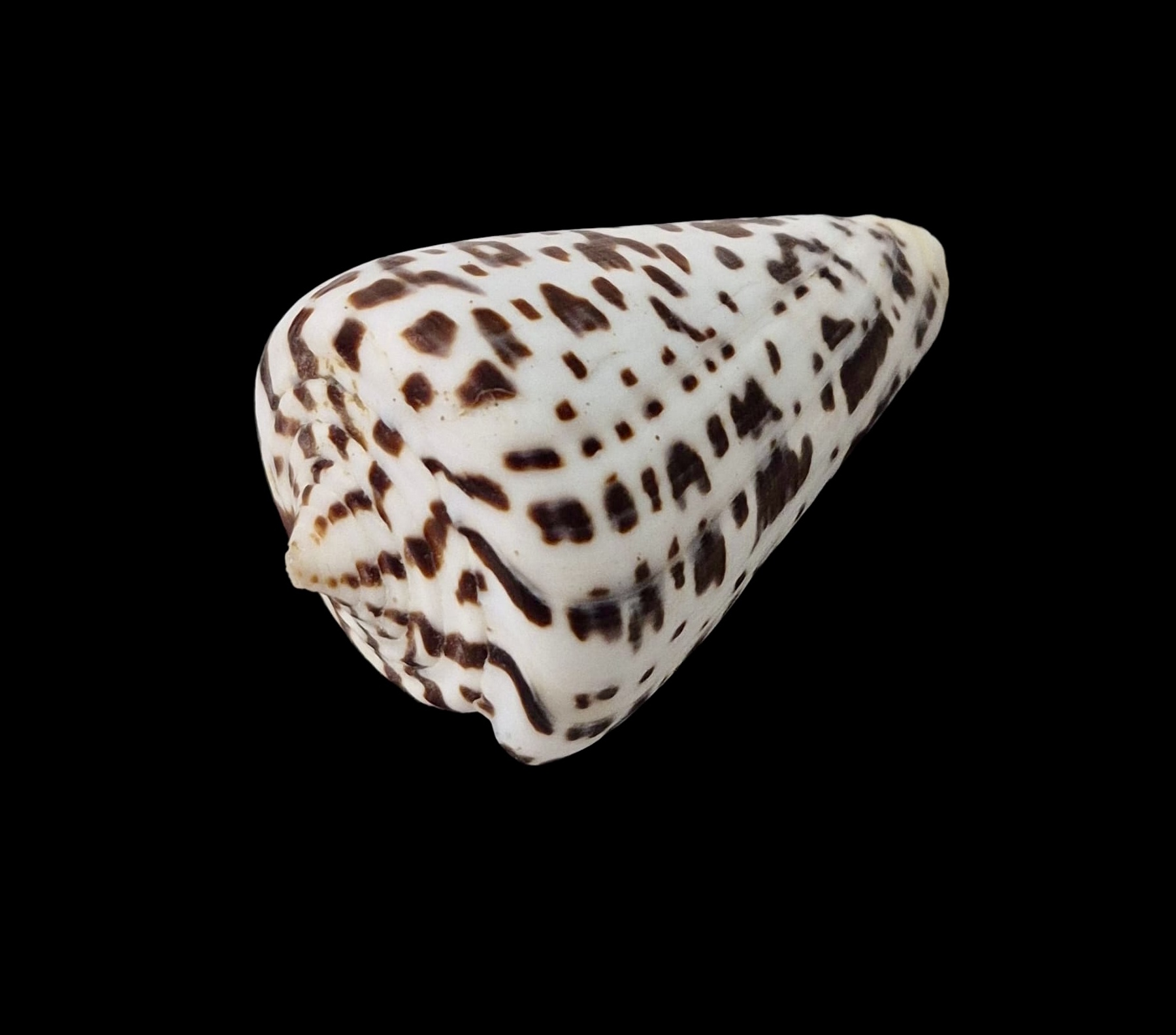 BC072 Conus spurius baileyi w/o - HUGE - Image 3