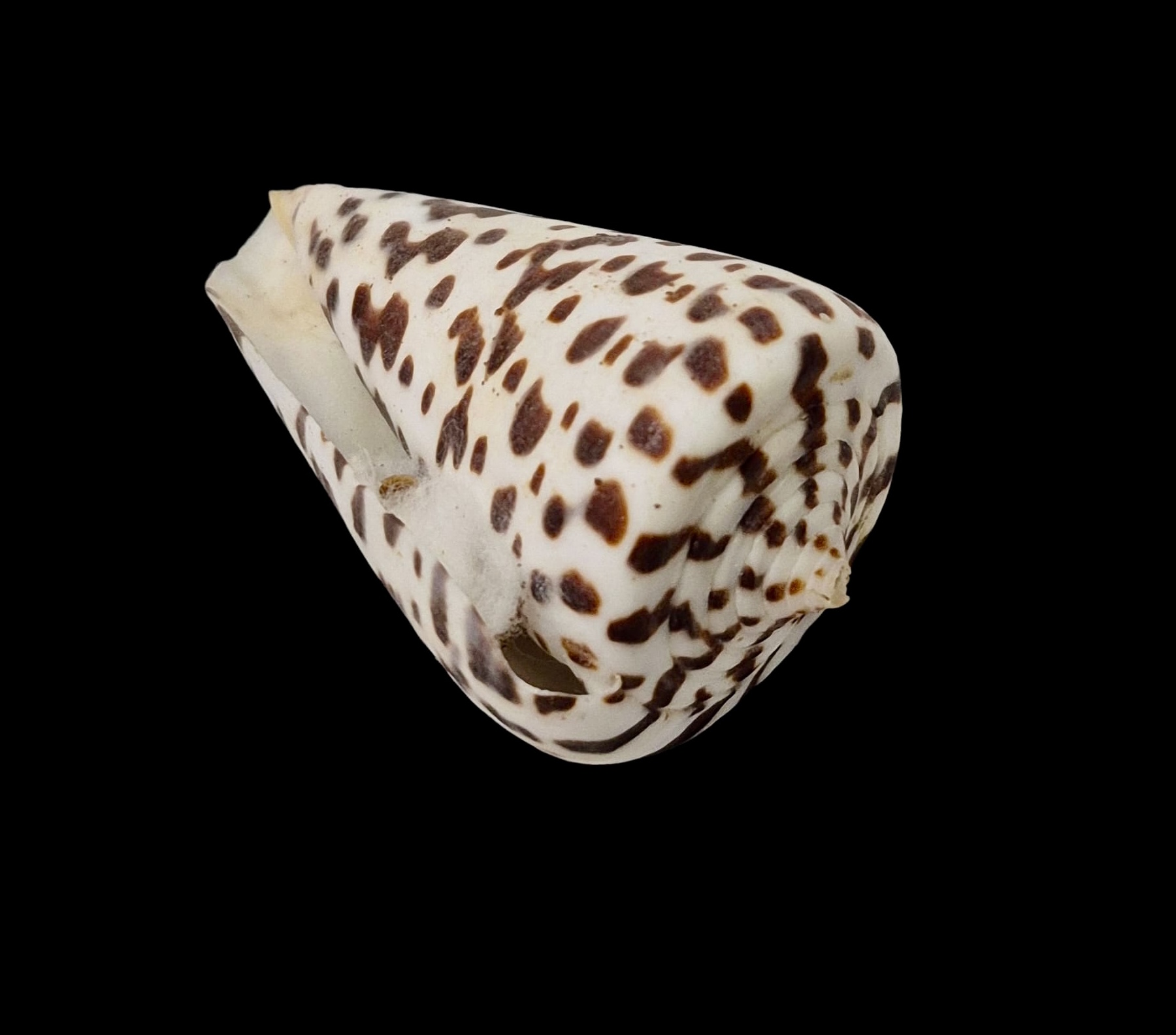 BC072 Conus spurius baileyi w/o - HUGE - Image 4