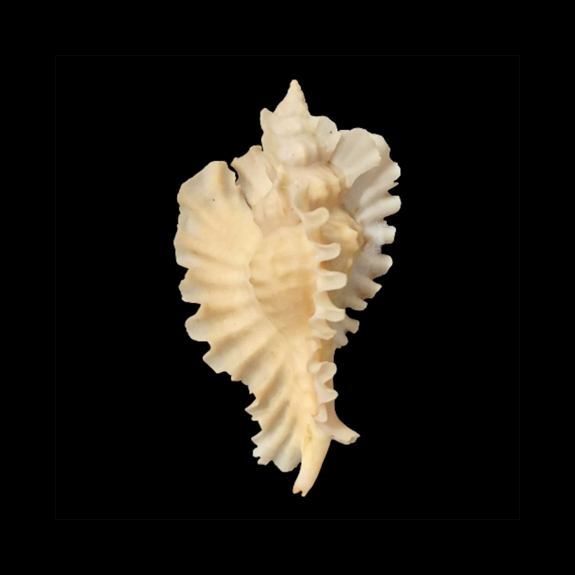 BC076 Timbellus phyllopterus w/o - GOOD SIZE