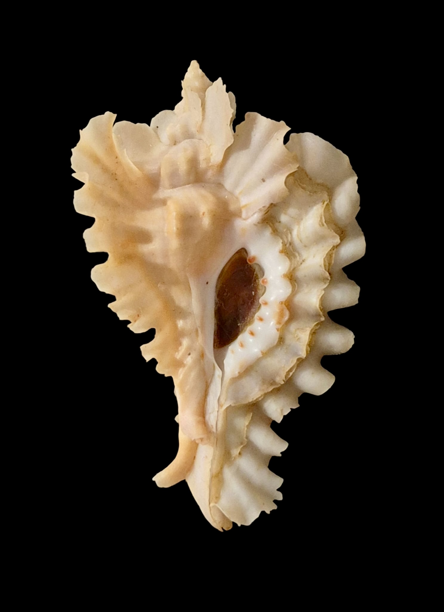 BC076 Timbellus phyllopterus w/o - GOOD SIZE - Image 2
