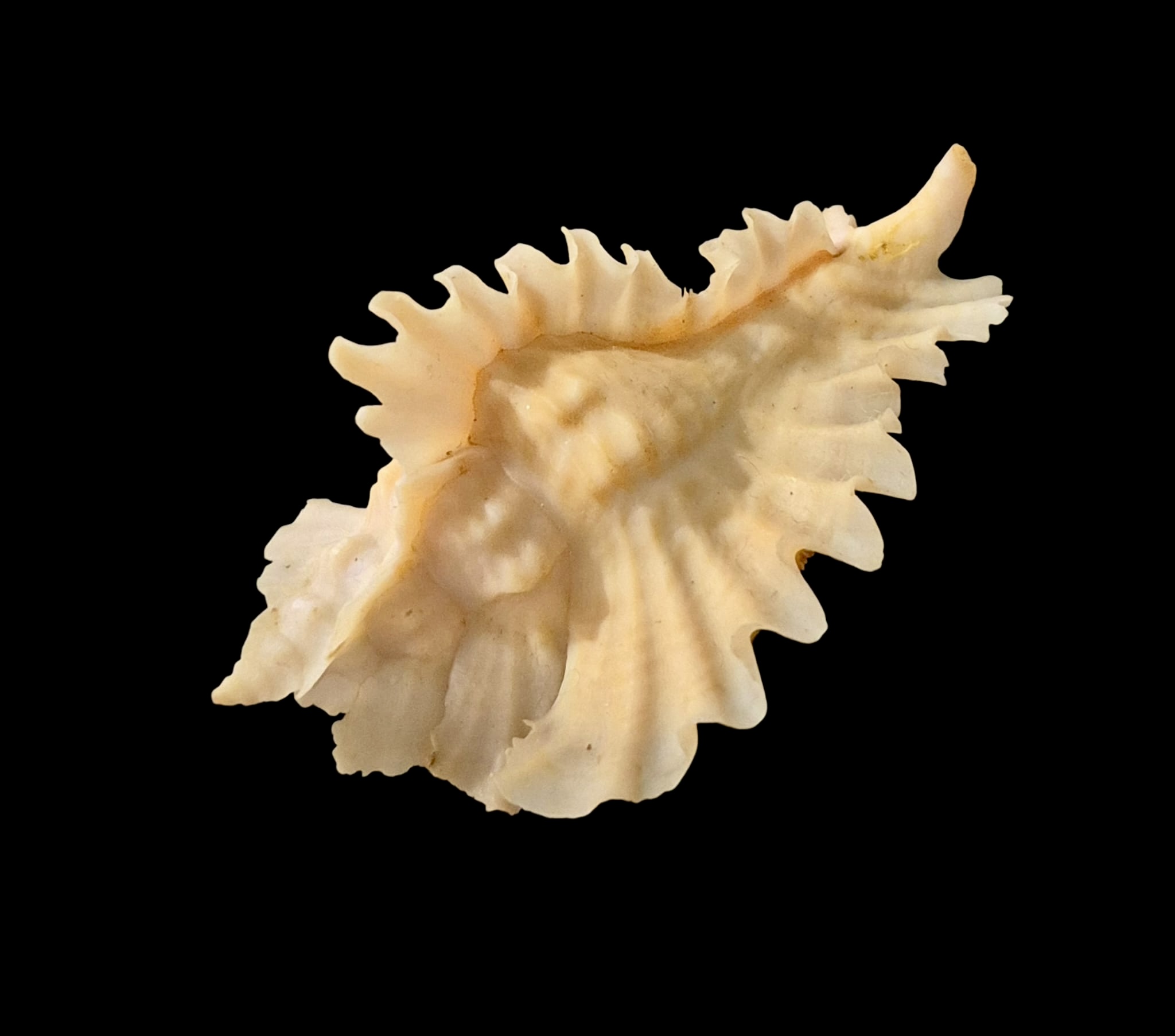BC076 Timbellus phyllopterus w/o - GOOD SIZE - Image 3