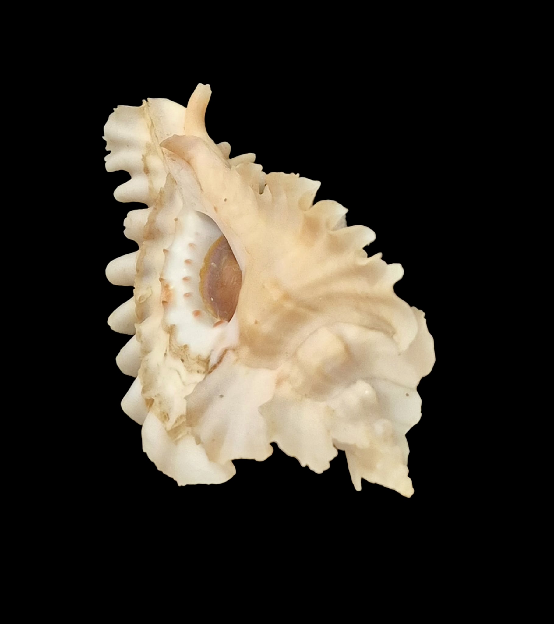 BC076 Timbellus phyllopterus w/o - GOOD SIZE - Image 4