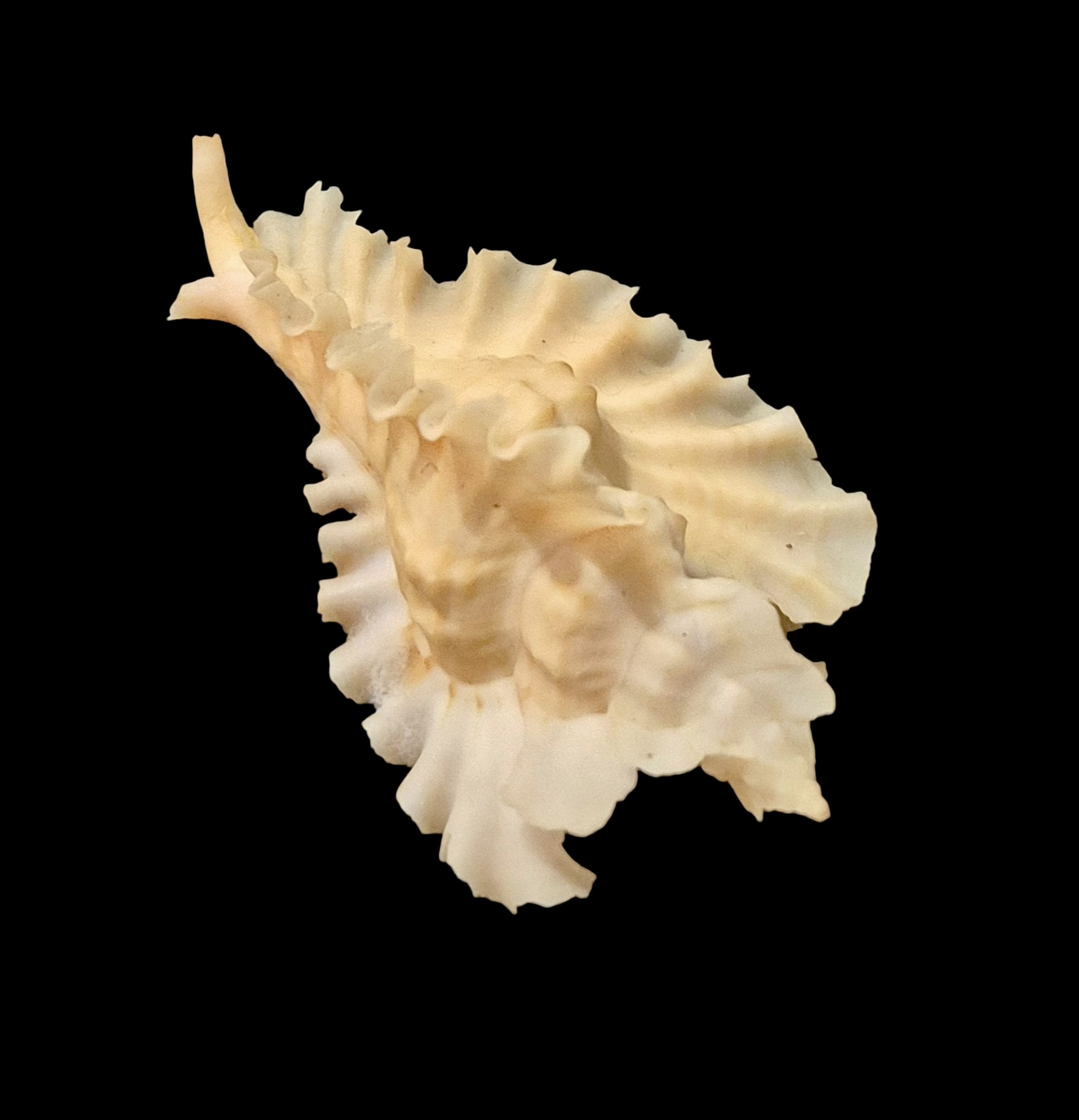 BC076 Timbellus phyllopterus w/o - GOOD SIZE - Image 5