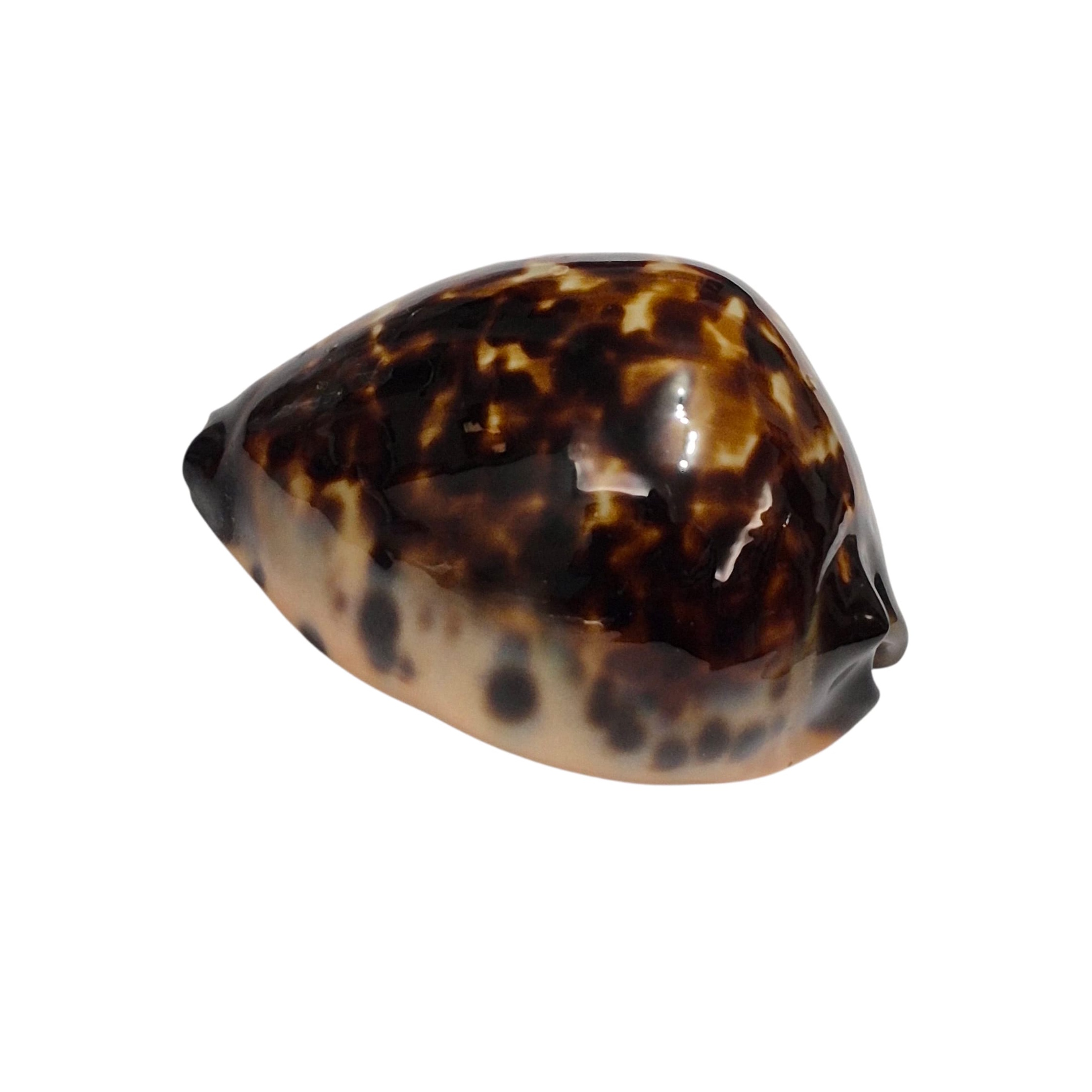 BC145 Zoila eludens delicatura - SUPERB BLACK BASE - Image 3
