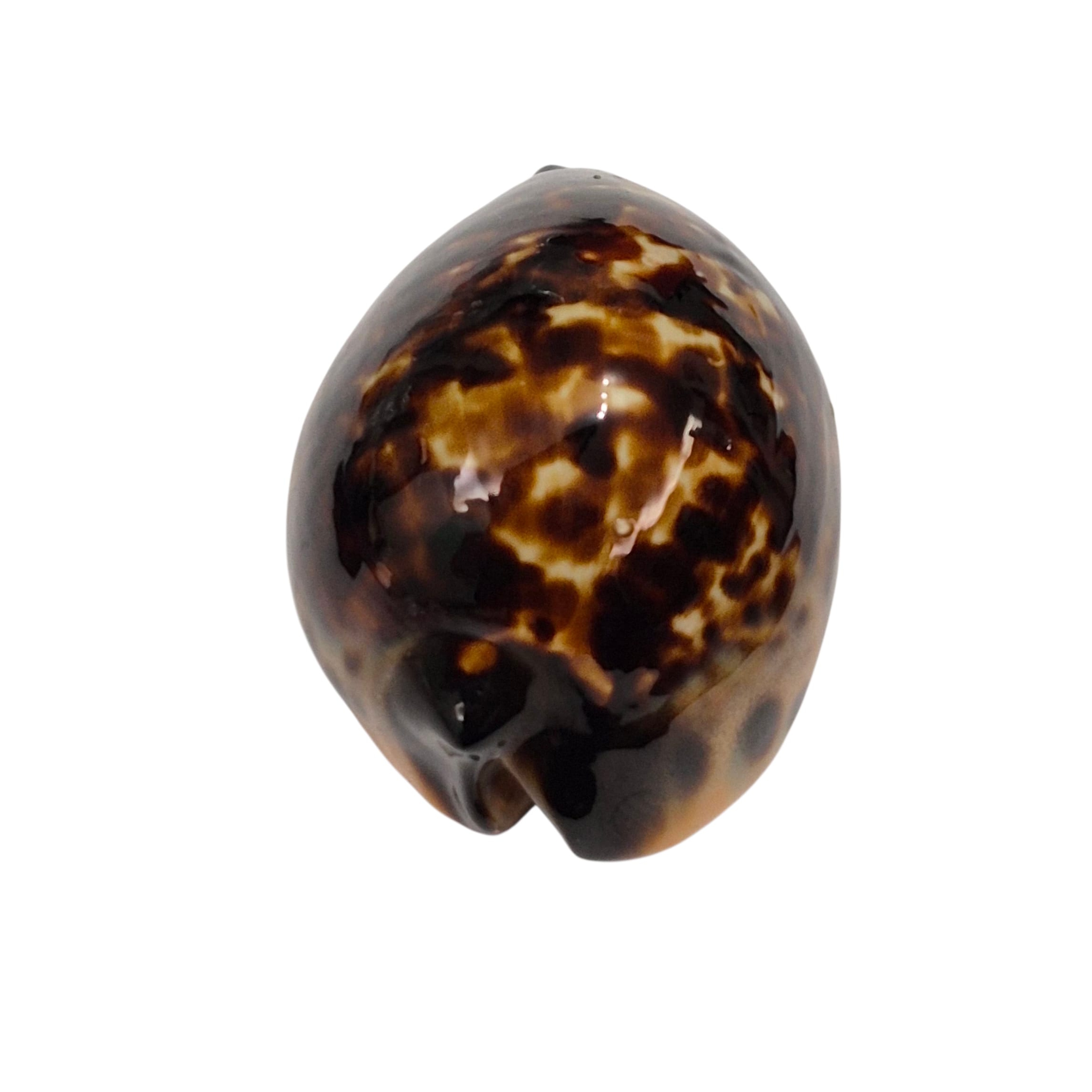 BC145 Zoila eludens delicatura - SUPERB BLACK BASE - Image 5