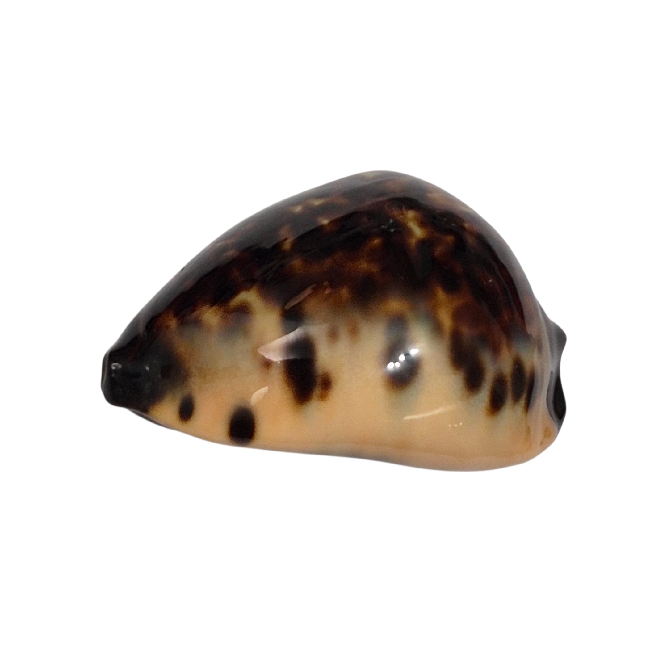 BC145 Zoila eludens delicatura - SUPERB BLACK BASE - Image 6