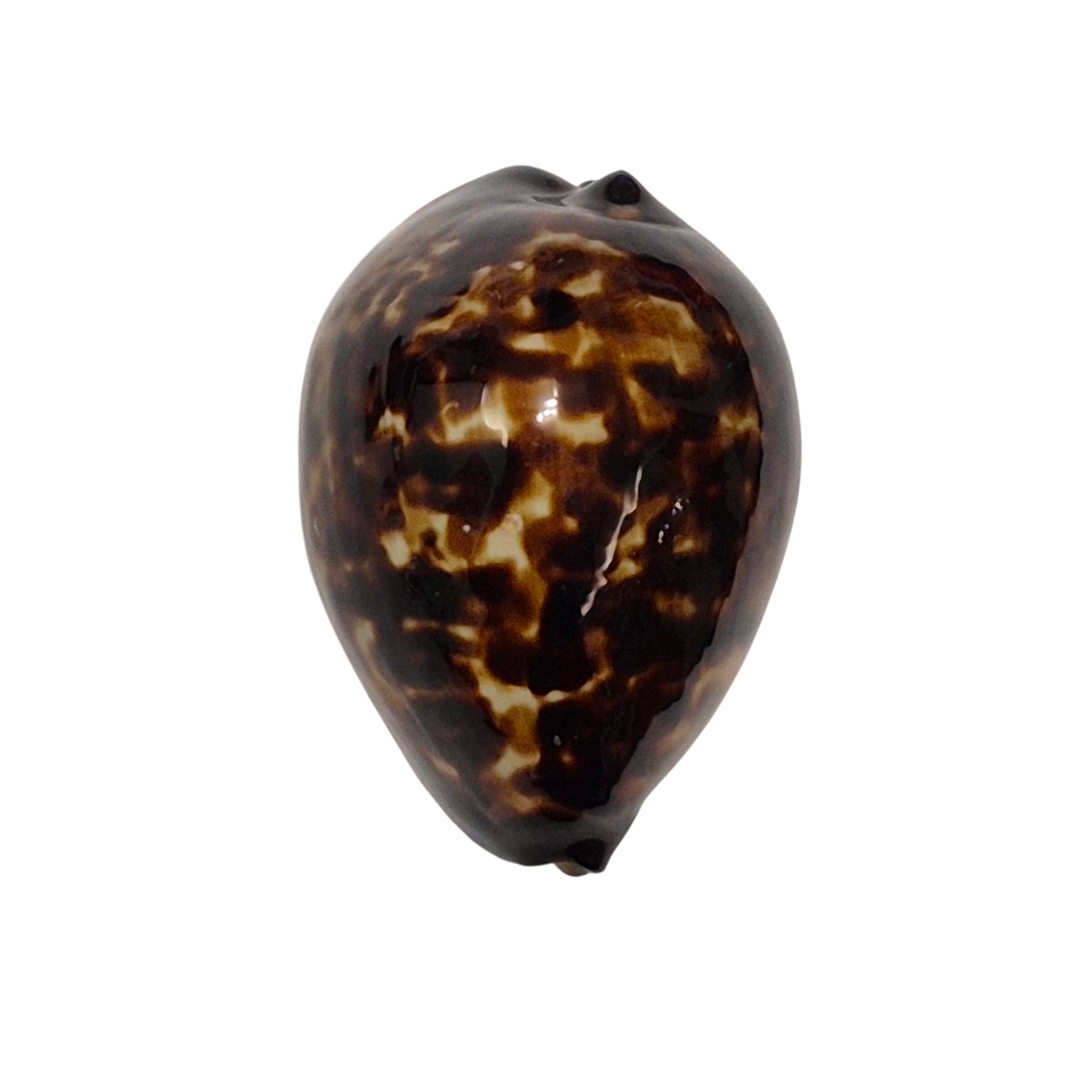BC145 Zoila eludens delicatura - SUPERB BLACK BASE - Image 4