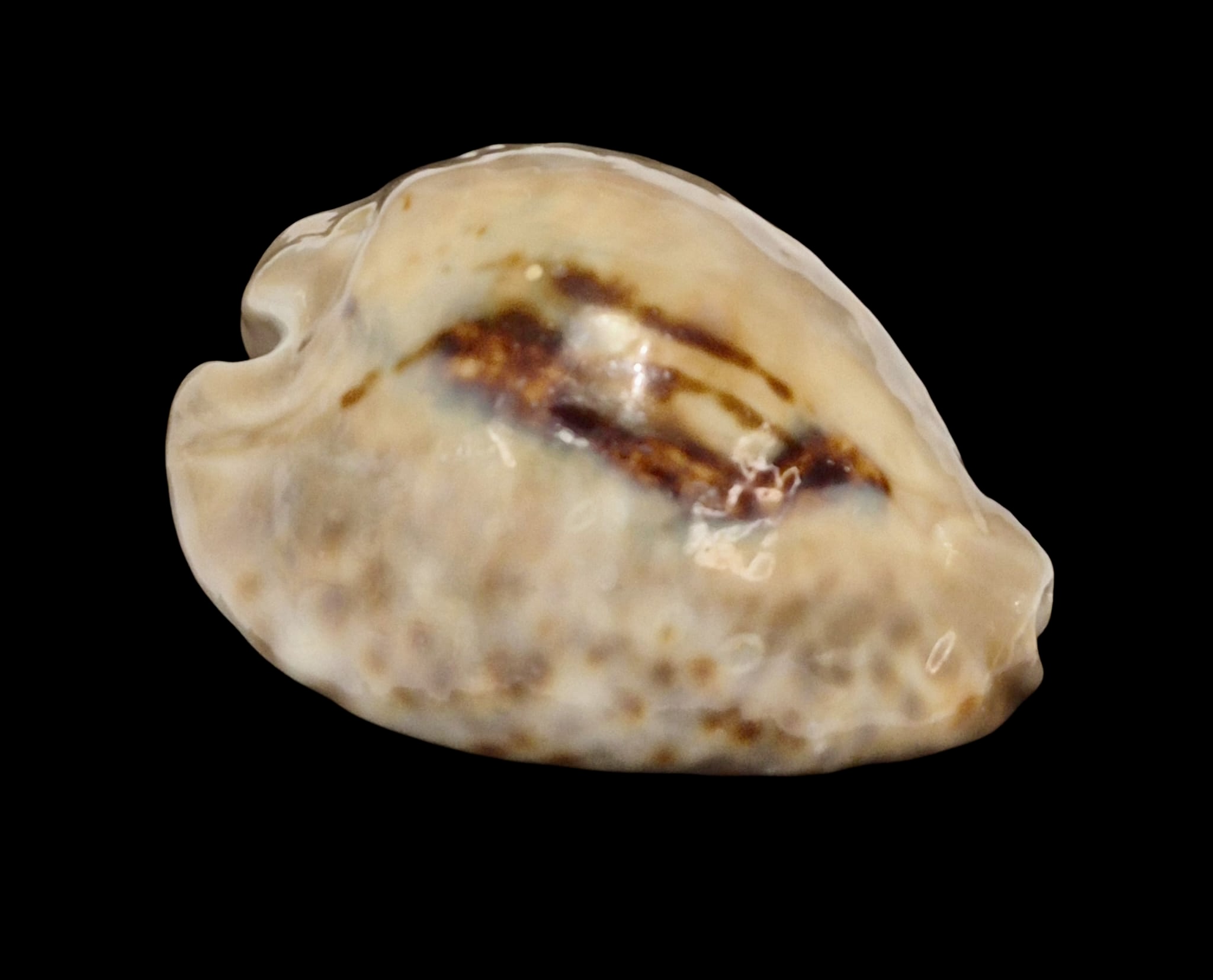 BC150 Barycypraea teulerei - UP 6 CM! - Image 2