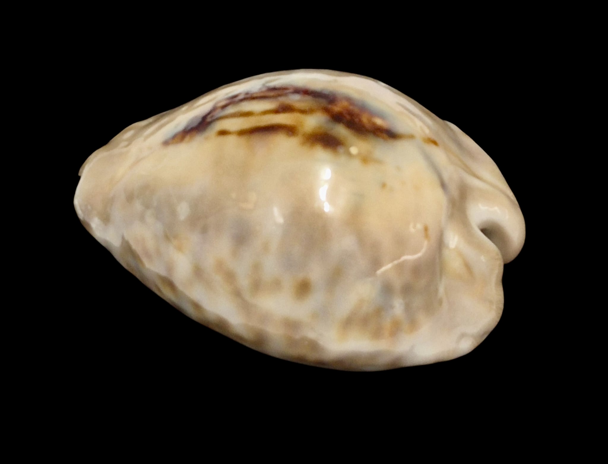 BC150 Barycypraea teulerei - UP 6 CM! - Image 3