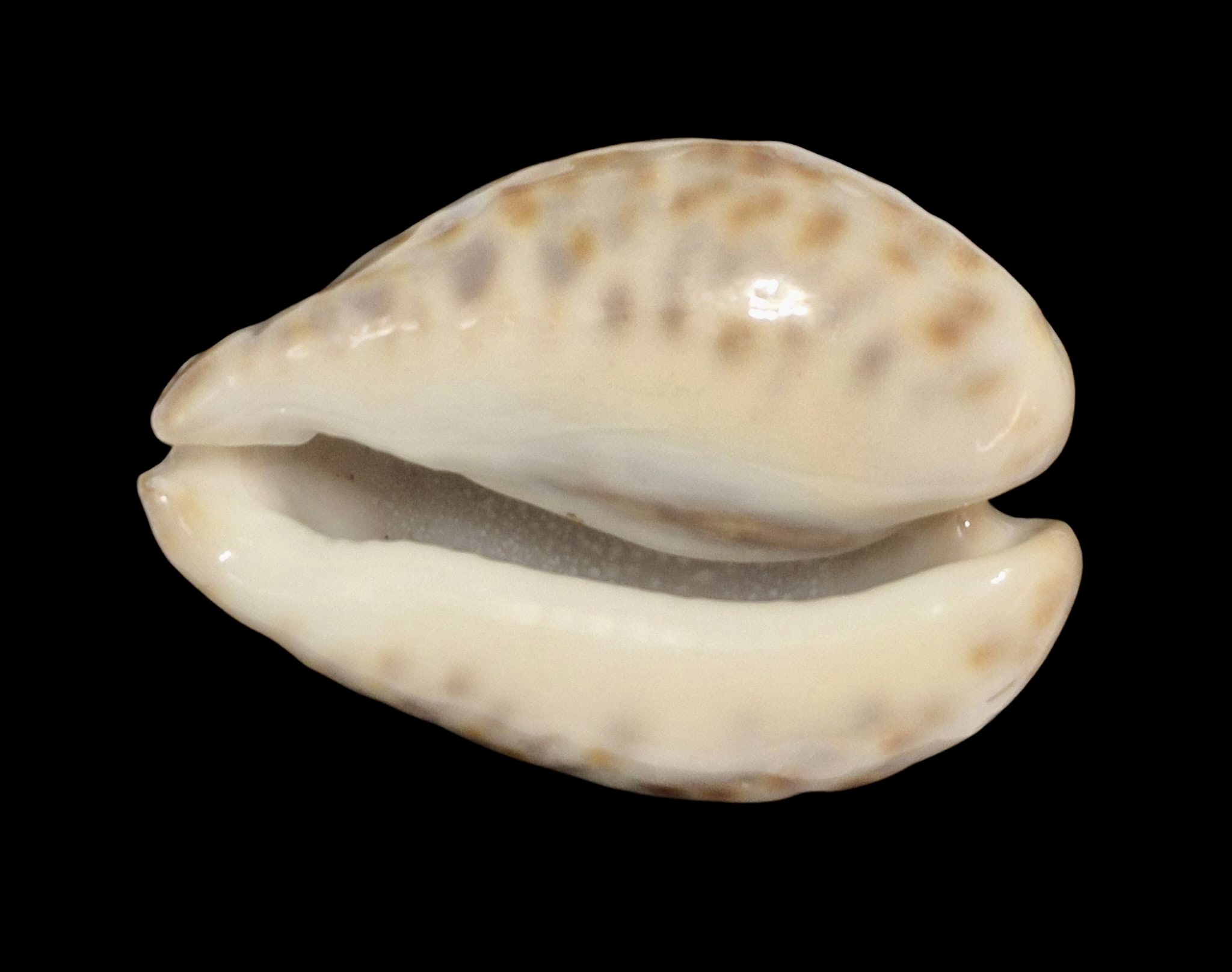 BC150 Barycypraea teulerei - UP 6 CM! - Image 4