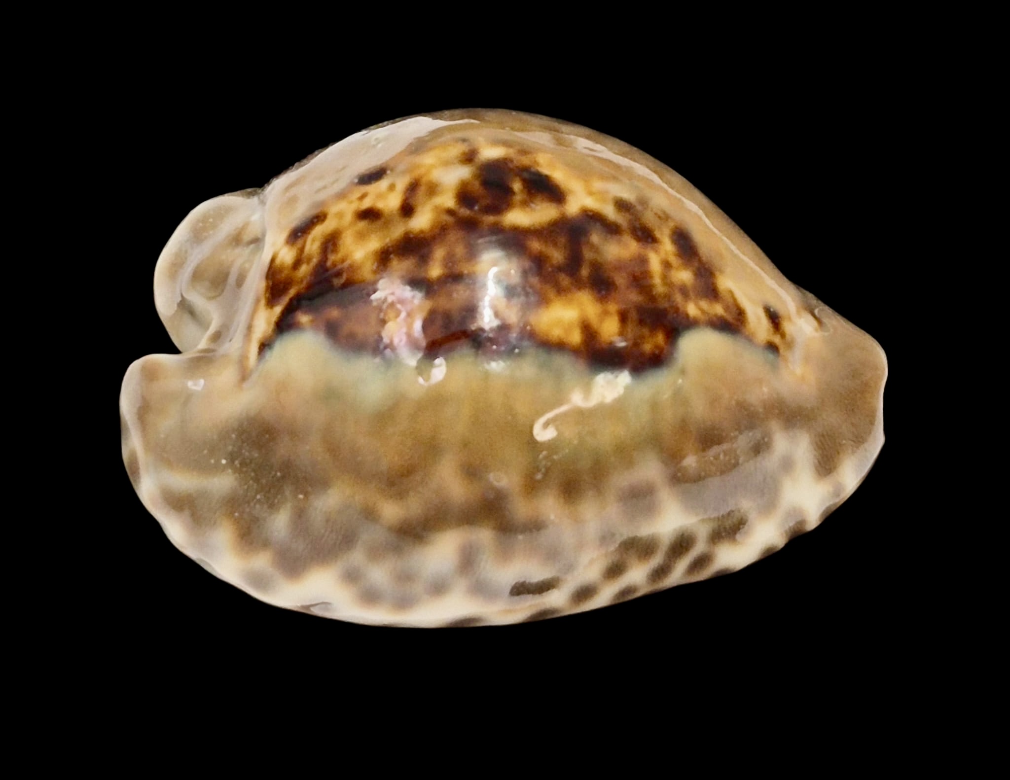 BC153 Barycypraea teulerei - DARK BEAUTY - Image 2