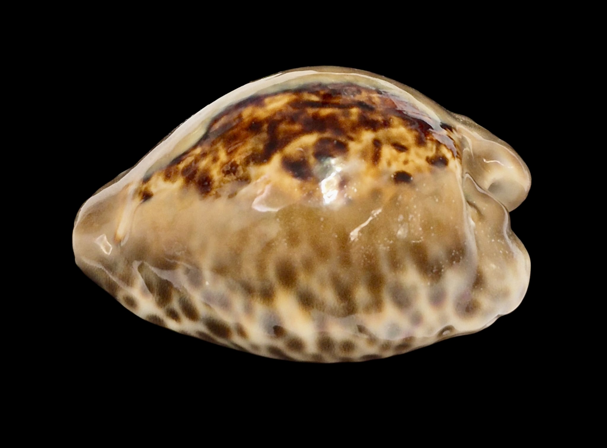 BC153 Barycypraea teulerei - DARK BEAUTY - Image 3