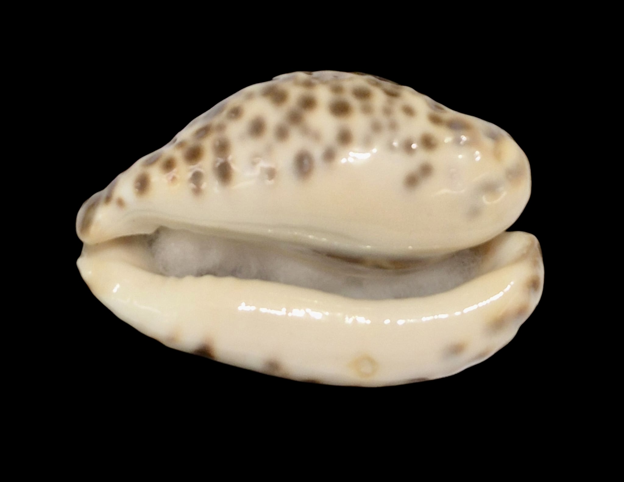 BC153 Barycypraea teulerei - DARK BEAUTY - Image 4
