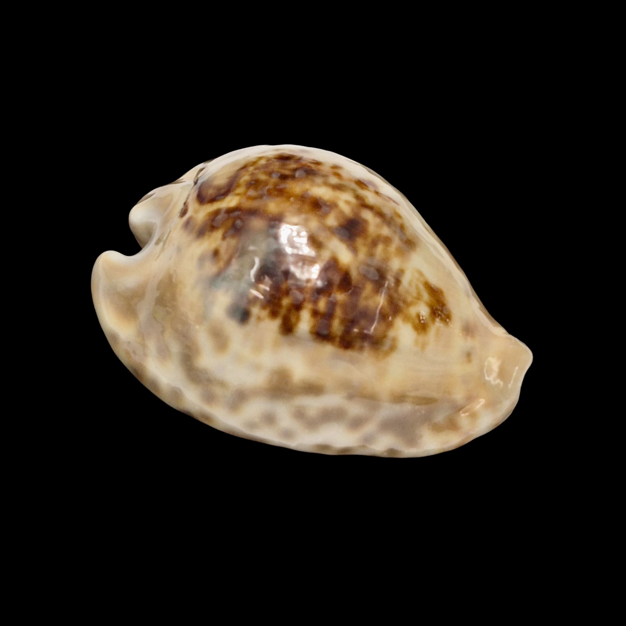 BC154 Barycypraea teulerei - HUGE and HEAVY - Image 2