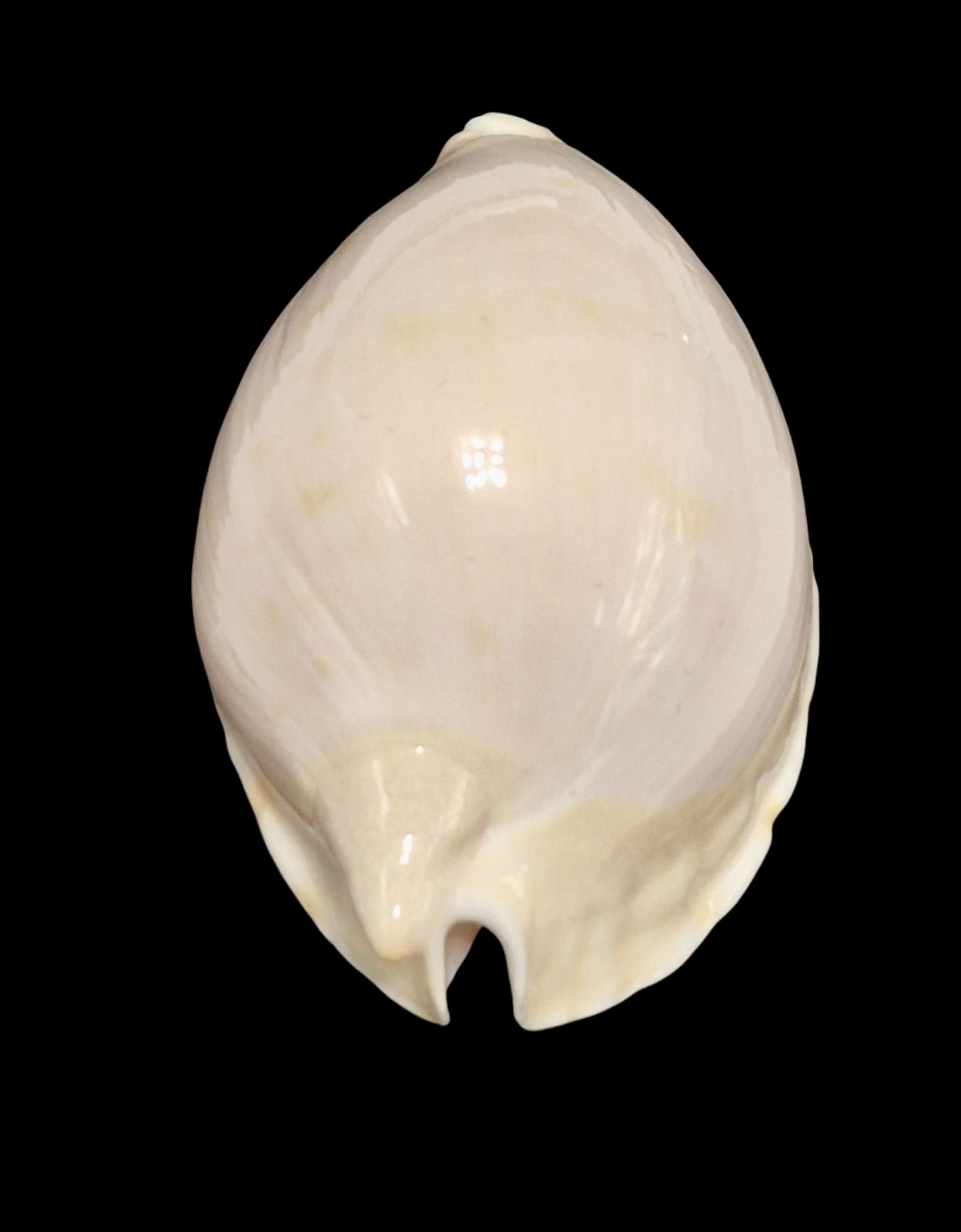 BC159 Zoila marginata nudispira - Image 4