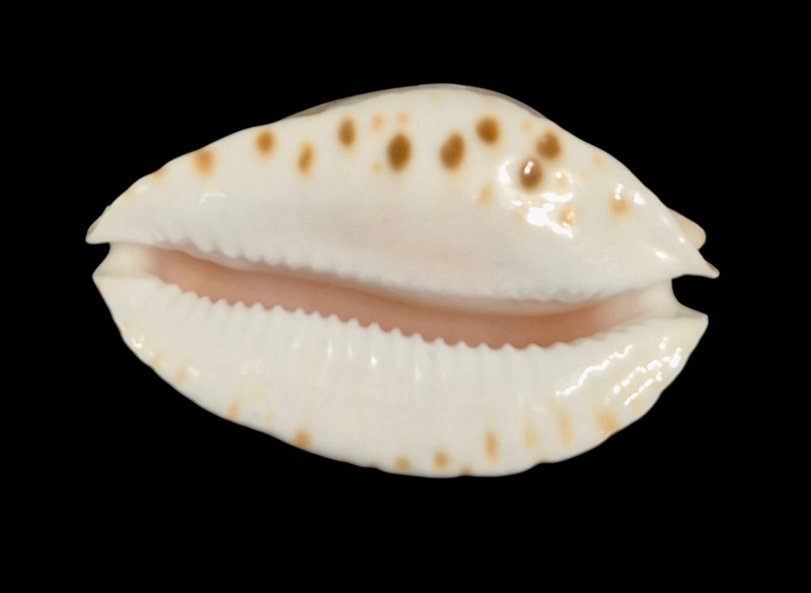 BC159 Zoila marginata nudispira - Image 5