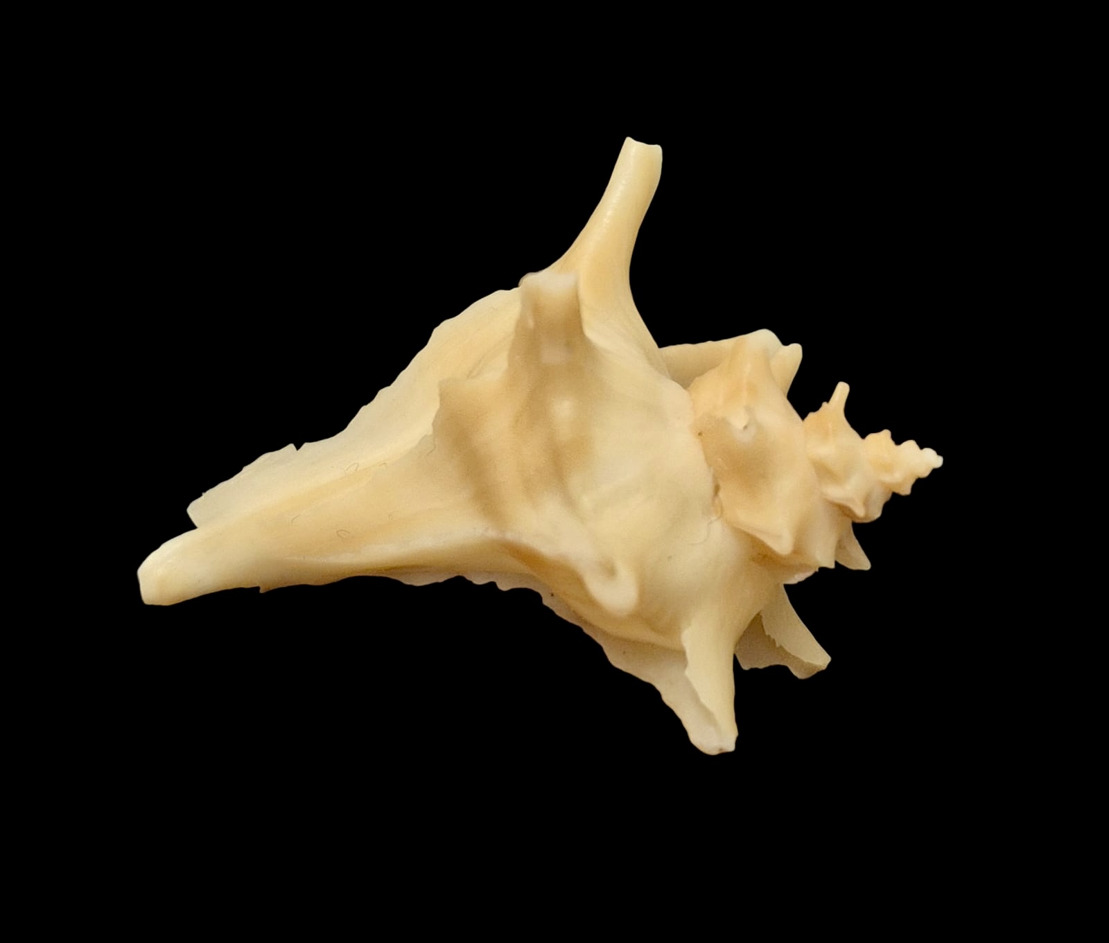 BC142 Austrotrophon catalinensis - VERY RARE!!! - Image 2