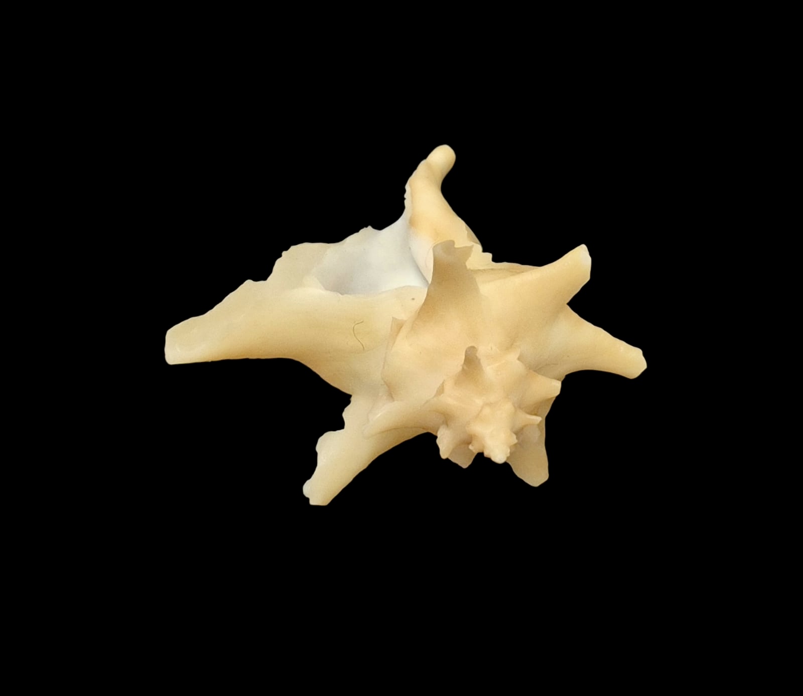 BC142 Austrotrophon catalinensis - VERY RARE!!! - Image 3