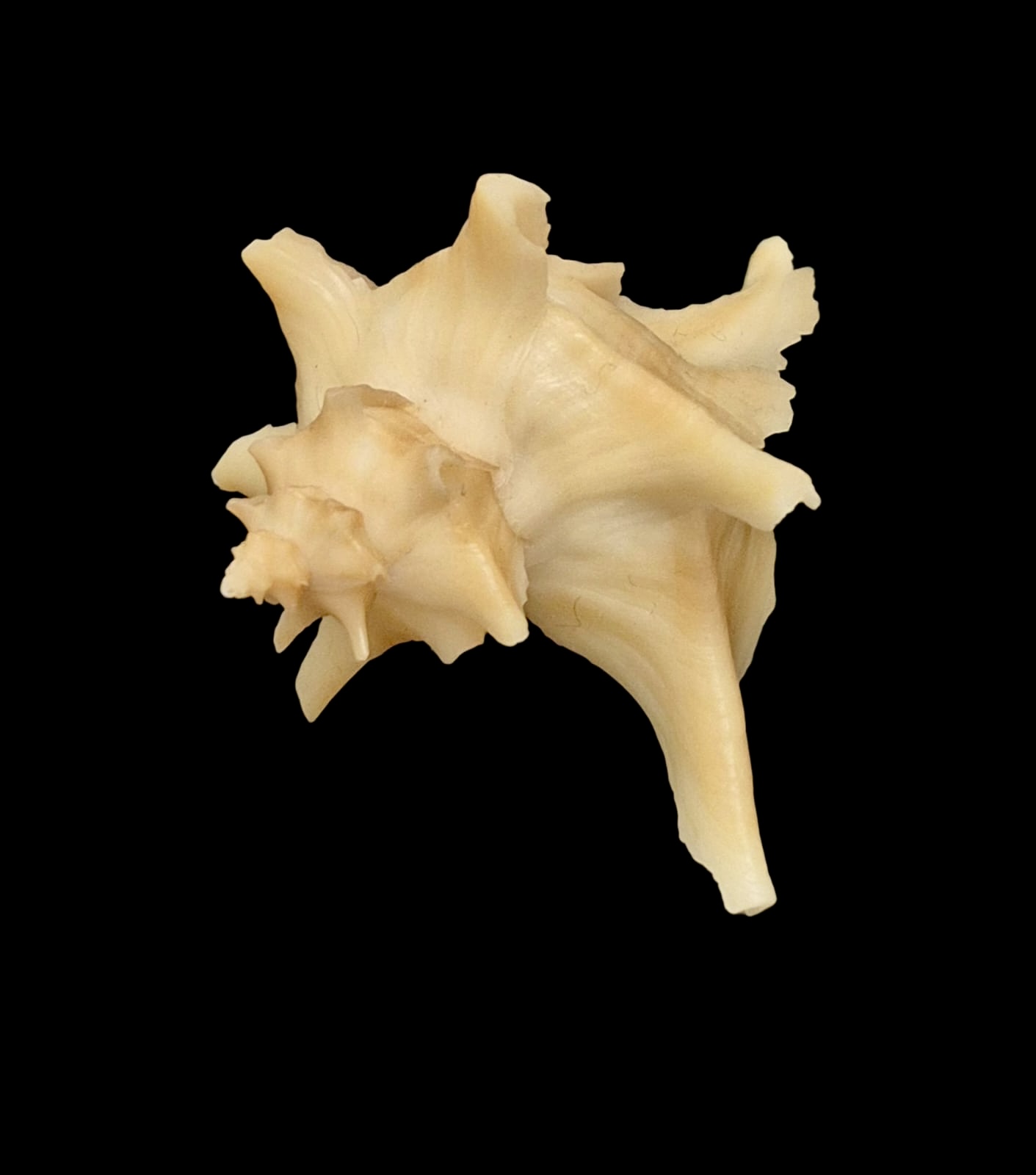 BC142 Austrotrophon catalinensis - VERY RARE!!! - Image 4