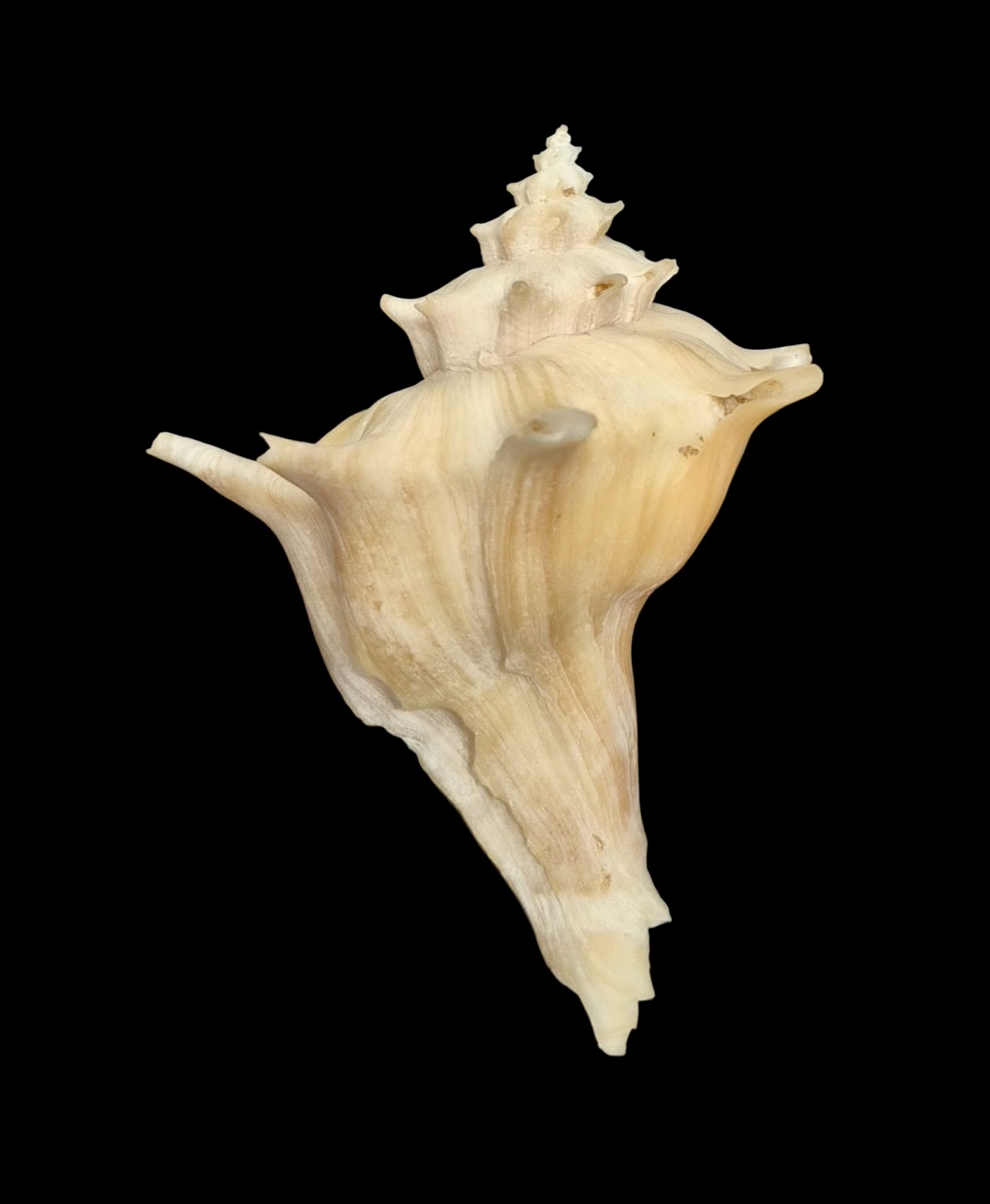 BC143 Forreria corteziana w/o - Image 2