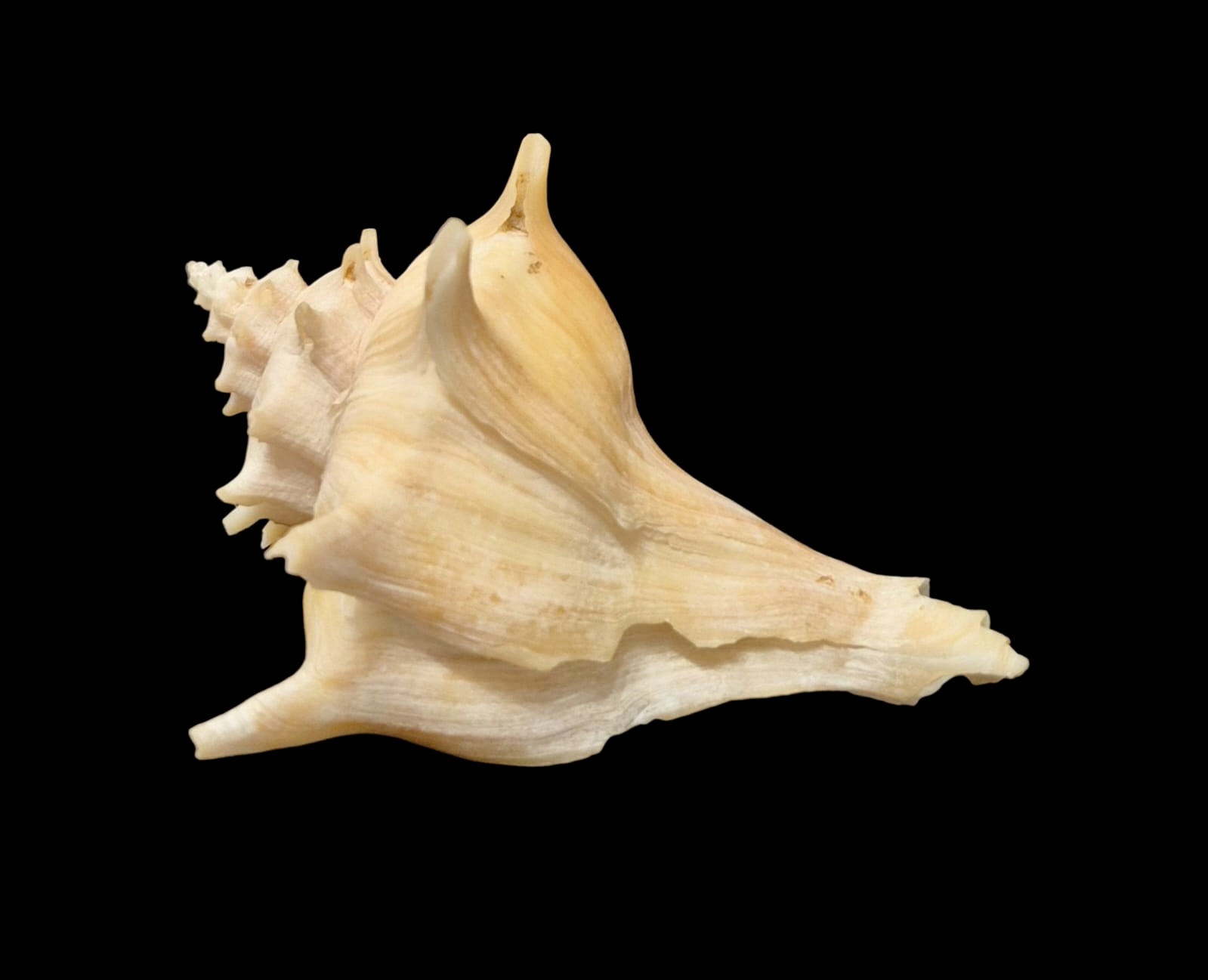 BC143 Forreria corteziana w/o - Image 3