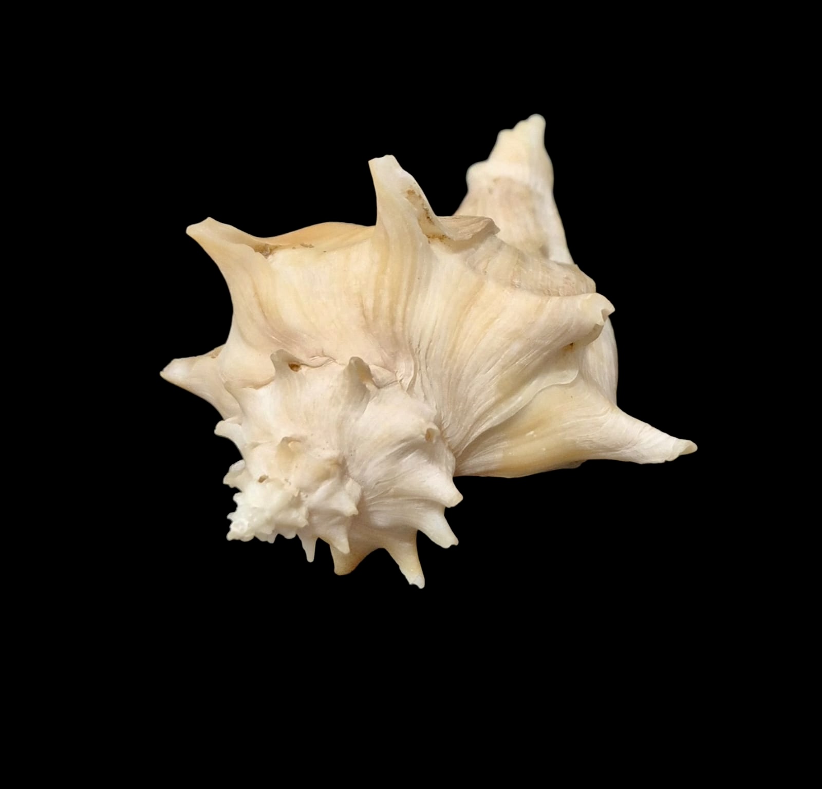BC143 Forreria corteziana w/o - Image 5