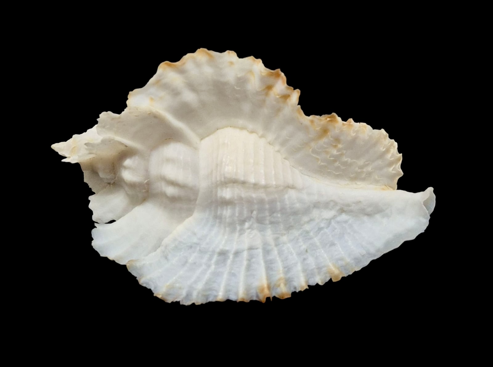 BC116 Timbellus bednalli w/o - TOP SHELL - Image 2