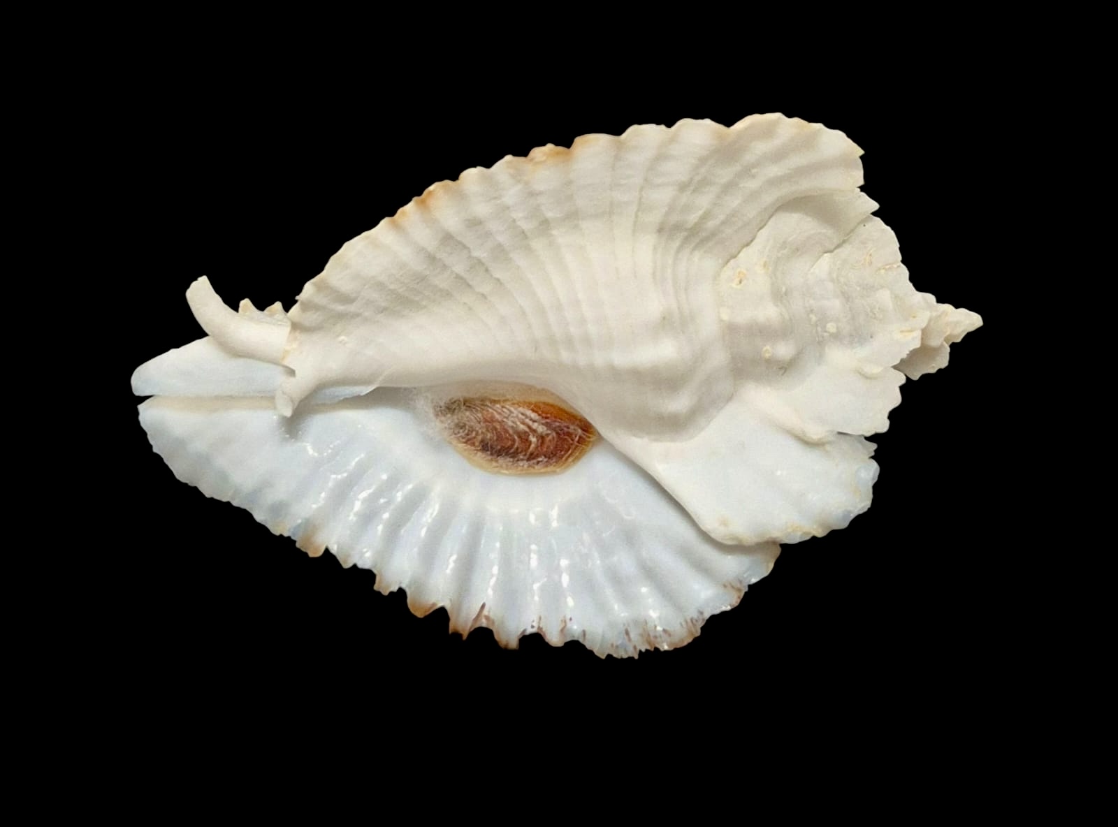 BC116 Timbellus bednalli w/o - TOP SHELL - Image 3