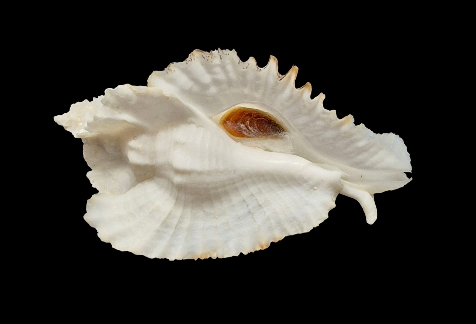 BC116 Timbellus bednalli w/o - TOP SHELL - Image 4
