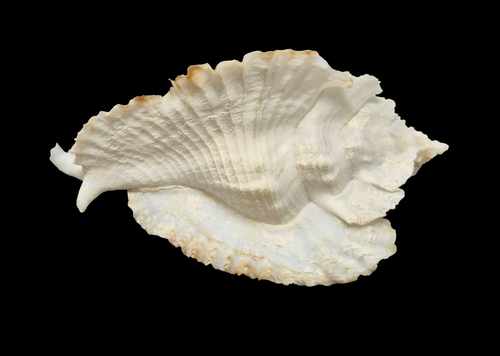 BC116 Timbellus bednalli w/o - TOP SHELL - Image 5