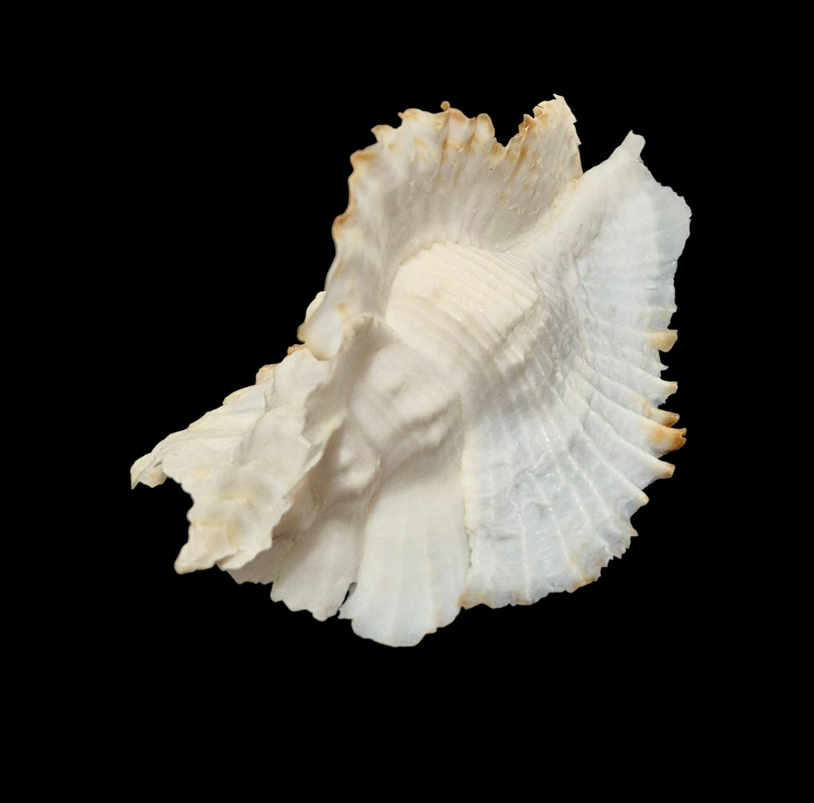 BC116 Timbellus bednalli w/o - TOP SHELL - Image 6