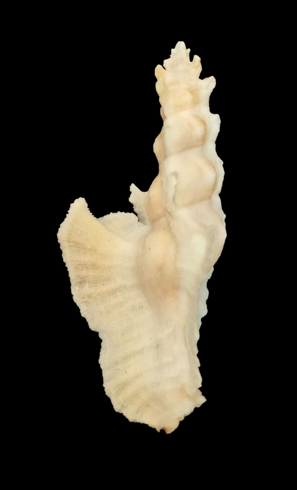 BC117 Pterynotus elongatus w/o - BIG SIZE - Image 2