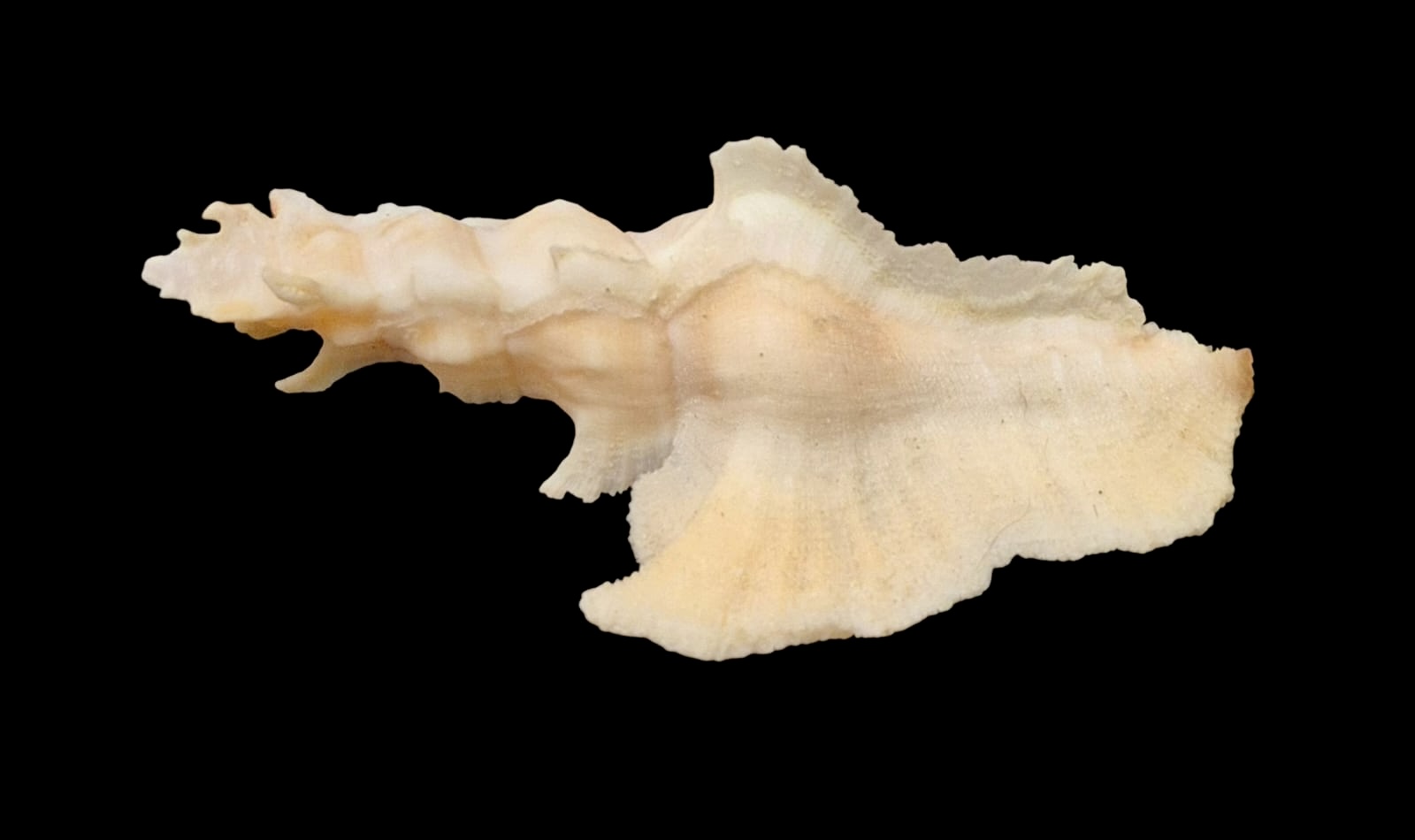 BC117 Pterynotus elongatus w/o - BIG SIZE - Image 3