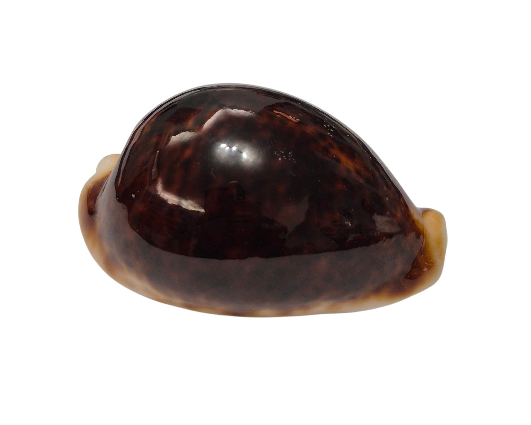 BC129 Cypraea pantherina f. funebralis - DARK RED - Image 2